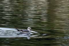 Mouette rieuse - Chroicocephalus ridibundus - Black-headed Gull<br>Vendée
