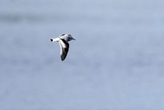 Mouette pygmée juvénile - Hydrocoloeus minutus - Little Gull<br>Vendée