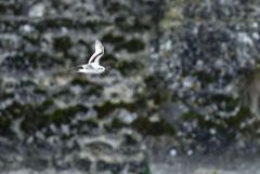 Mouette pygmée juvénile - Hydrocoloeus minutus - Little Gull<br>Vendée