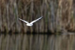 Mouette pygmée juvénile - Hydrocoloeus minutus - Little Gull<br>Vendée