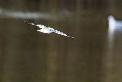 Mouette pygmée juvénile - Hydrocoloeus minutus - Little Gull<br>Vendée