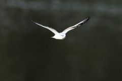 Mouette pygmée juvénile - Hydrocoloeus minutus - Little Gull<br>Vendée