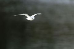Mouette pygmée juvénile - Hydrocoloeus minutus - Little Gull<br>Vendée