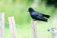 Corneille noire - Corvus corone - Carrion Crow<br>Région Parisienne