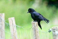 Corneille noire - Corvus corone - Carrion Crow<br>Région Parisienne