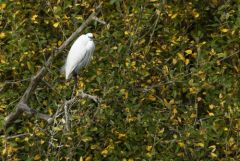 Aigrette garzette - Egretta garzetta - Little Egret<br>Vendée
