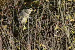Bihoreau gris - Nycticorax nycticorax - Black-crowned Night Heron<br>Vendée