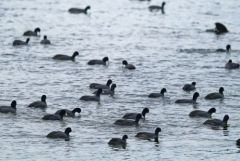 Foulque macroule - Fulica atra - Eurasian Coot<br>Région parisienne