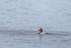 Fuligule milouin ♂ - Aythya ferina - Common Pochard<br>Région parisienne