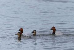 Fuligule milouin - Aythya ferina - Common Pochard<br>Région parisienne