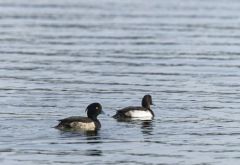 Fuligule morillon ♂ - Aythya fuligula - Tufted Duck<br>Région parisienne