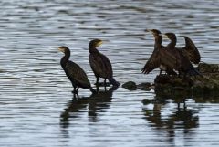 Grand Cormoran - Phalacrocorax carbo - Great Cormoran<br>Région parisienne