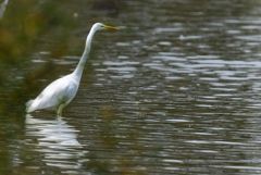 Grande Aigrette - Ardea alba - Great Egret<br>Région parisienne