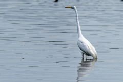 Grande Aigrette - Ardea alba - Great Egret<br>Région parisienne