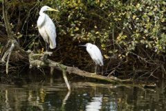 Grande Aigrette et aigrette garzette<br>Région parisienne