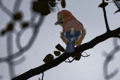 Geai des chênes - Garrulus glandarius - Eurasian Jay<br>Région Parisienne