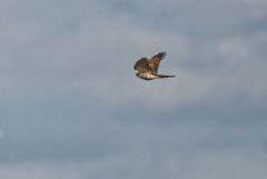 Épervier d'Europe - Accipiter nisus - Eurasian Sparrowhawk<br>Vendée