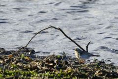 Pipit spioncelle - Anthus spinoletta - Water Pipit<br>Vendée