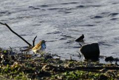 Pipit spioncelle - Anthus spinoletta - Water Pipit<br>Vendée