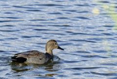 Canard chipeau (♂) - Mareca strepera - Gadwall<br>Région parisienne