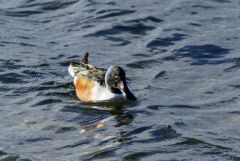Canard souchet ♂ - Spatula clypeata - Northern Shoveler<br>Vendée