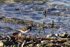 Chevalier guignette - Actitis hypoleucos - Common Sandpiper<br>