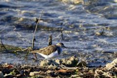 Chevalier guignette - Actitis hypoleucos - Common Sandpiper<br>