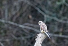 Faucon crécerelle ♀ - Falco tinnunculus - Common Kestrel<br>Région Parisienne