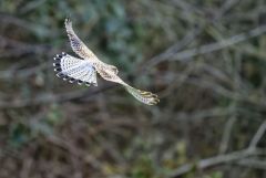 Faucon crécerelle ♀ - Falco tinnunculus - Common Kestrel<br>Région Parisienne
