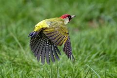 Pic vert - Picus viridis - European Green Woodpecker<br>Région parisienne