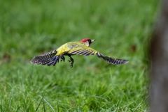 Pic vert - Picus viridis - European Green Woodpecker<br>Région parisienne