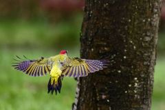 Pic vert - Picus viridis - European Green Woodpecker<br>Région parisienne