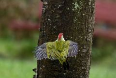 Pic vert - Picus viridis - European Green Woodpecker<br>Région parisienne