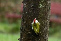 Pic vert - Picus viridis - European Green Woodpecker<br>Région parisienne