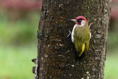 Pic vert - Picus viridis - European Green Woodpecker<br>Région parisienne