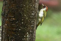Pic vert - Picus viridis - European Green Woodpecker<br>Région parisienne
