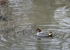 Sarcelle d'hiver ♂ - Anas crecca - Eurasian Teal<br>Région parisienne