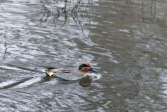 Sarcelle d'hiver ♂ - Anas crecca - Eurasian Teal<br>Région parisienne