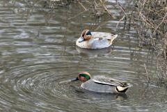 Sarcelle d'hiver ♂ - Anas crecca - Eurasian Teal<br>Région parisienne