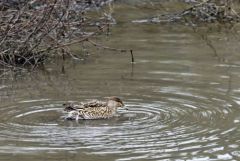 Sarcelle d'hiver ♀ - Anas crecca - Eurasian Teal<br>Région parisienne