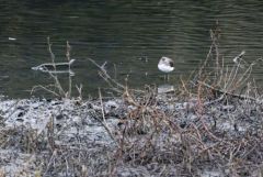 Chevalier culblanc - Tringa ochropus - Green Sandpiper<br>Région parisienne
