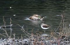 Chevalier culblanc - Tringa ochropus - Green Sandpiper<br>Région parisienne