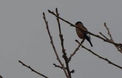 Bouvreuil pivoine - Pyrrhula pyrrhula - Eurasian Bullfinch<br>Région Parsienne