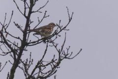 Grive mauvis - Turdus iliacus - Redwing<br>Région parisienne