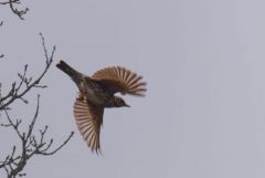 Grive mauvis - Turdus iliacus - Redwing<br>Région parisienne