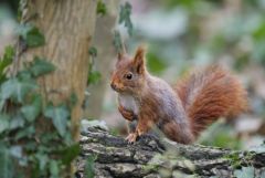 Ecureuil roux - Sciurus vulgaris - Eurasian Red Squirrel<br>Région parisienne