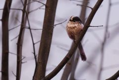 Orite (mésange) à longue queue - Aegithalos caudatus - Long-tailed Tit<br>Région Parisienne