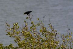 Corneille d'Hispaniola - Corvus leucognaphalus - White-necked Crow - Saint-Martin
