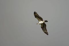 Balbuzard pêcheur<br>Pandion haliaetus - Western Osprey - Saint-Martin