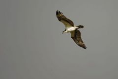 Balbuzard pêcheur<br>Pandion haliaetus - Western Osprey - Saint-Martin
